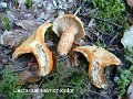 Lactarius salmonicolor-amf1089-1